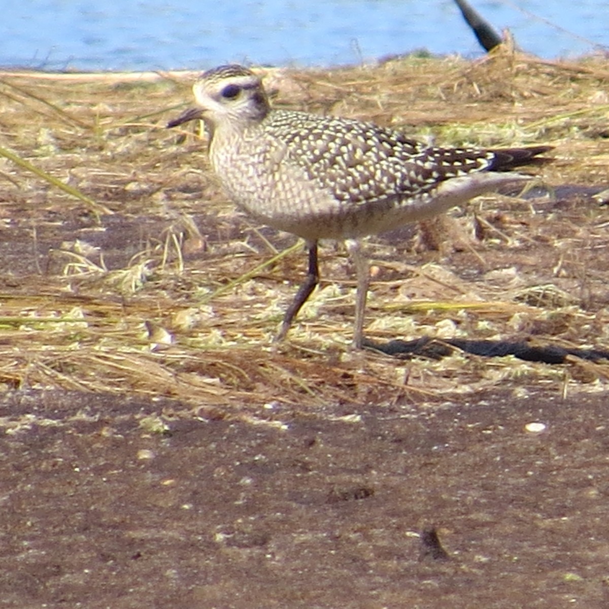 American Golden-Plover - ML625122328