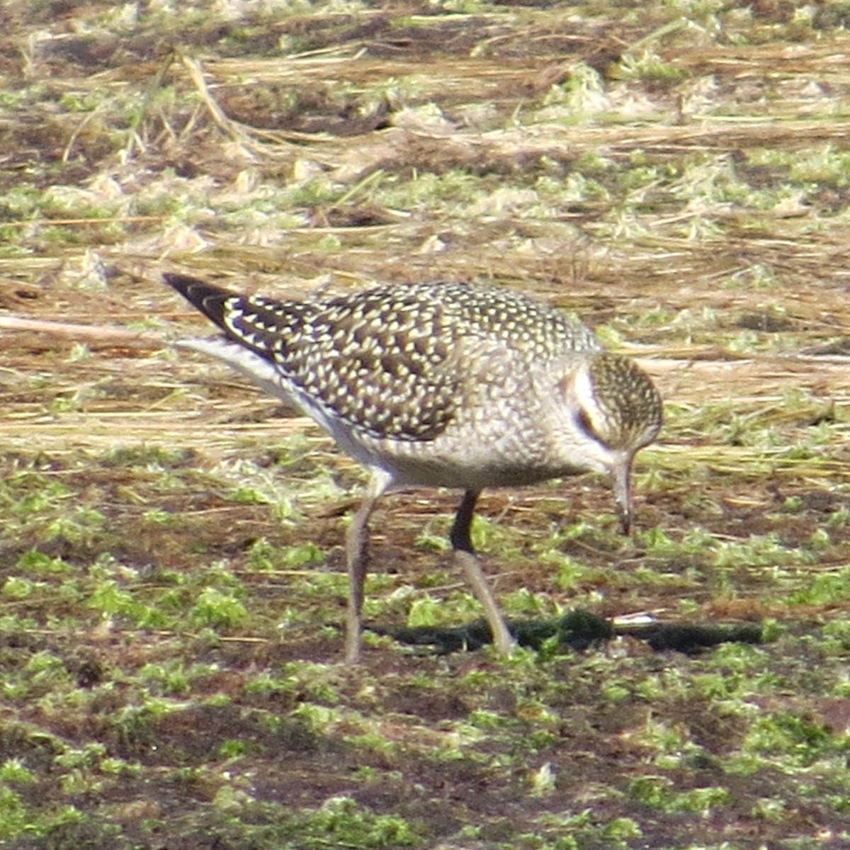American Golden-Plover - ML625122336