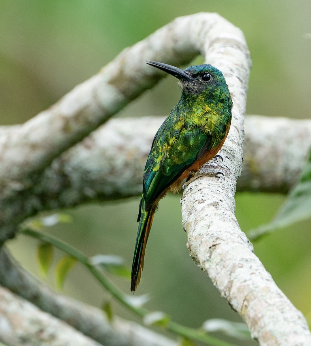 Bluish-fronted Jacamar - ML625122344