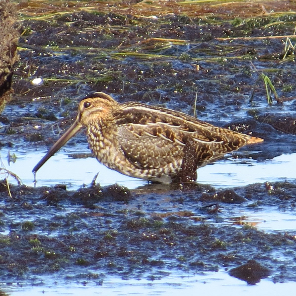 Wilson's Snipe - ML625122415