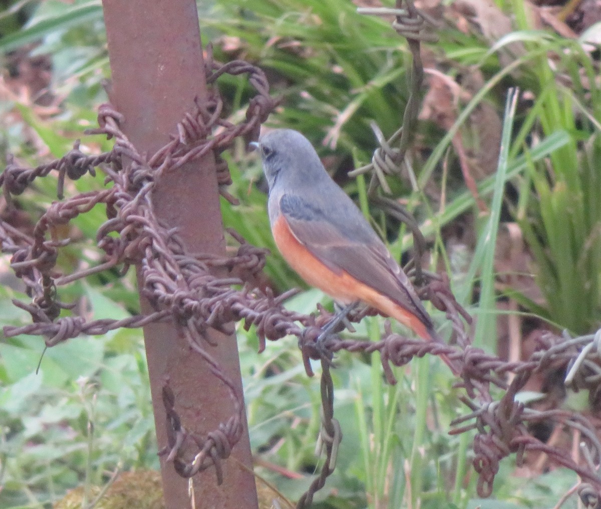 Black Redstart - ML625122417