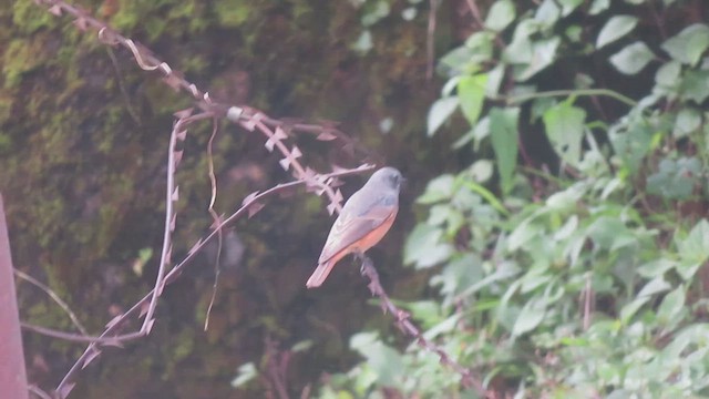 Black Redstart - ML625122418