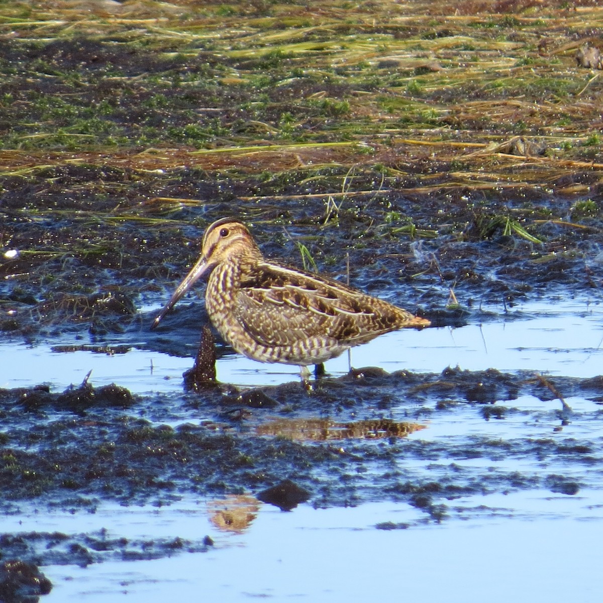 Wilson's Snipe - ML625122423