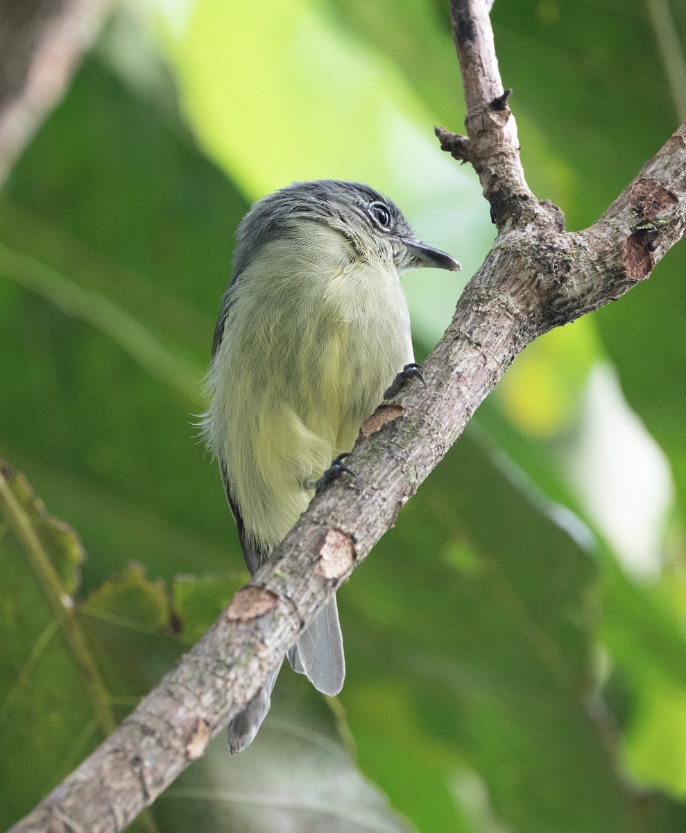 Yellow-margined Flatbill - ML625122463