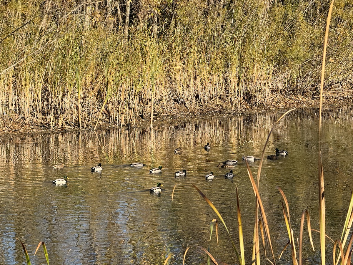 Зэрлэг нугас - ML625122474