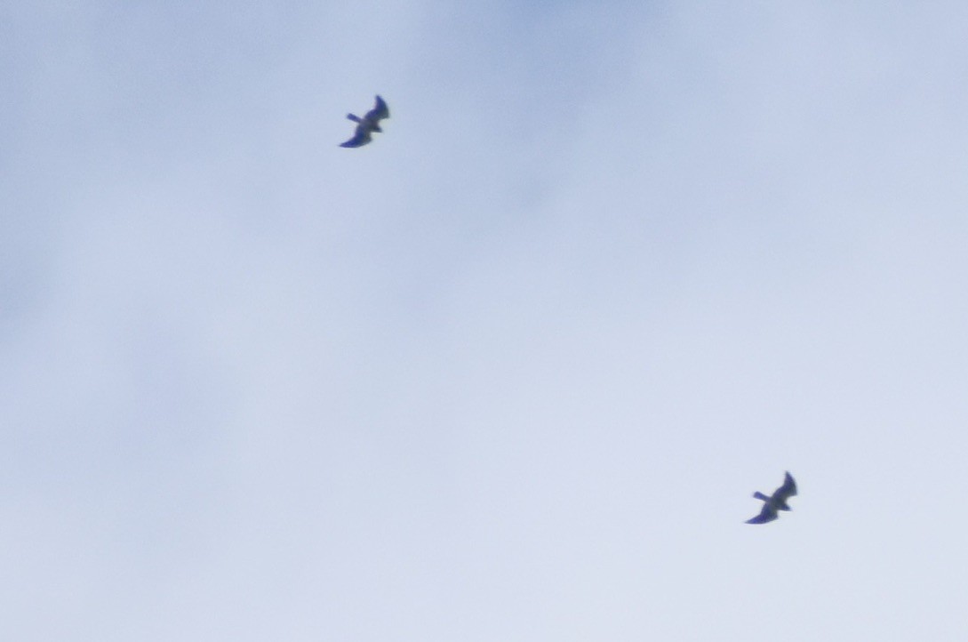 Swainson's Hawk - ML625122477