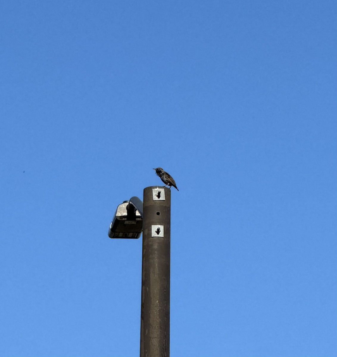 Хар тодол - ML625122478