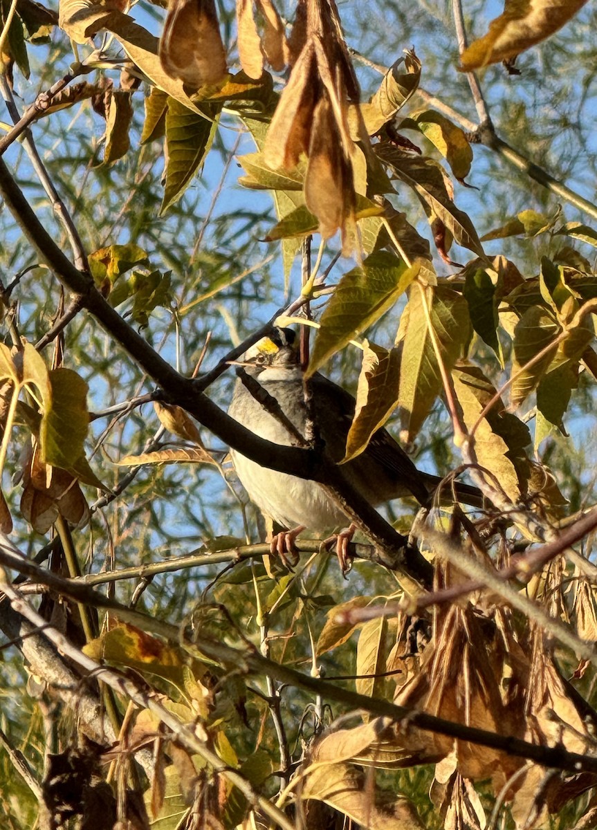 White-throated Sparrow - ML625122487