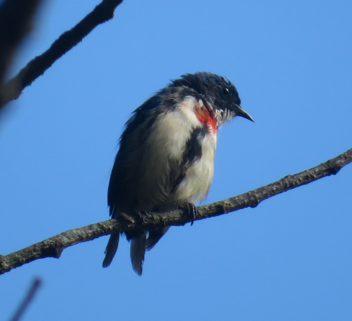 Fire-breasted Flowerpecker - ML625122488