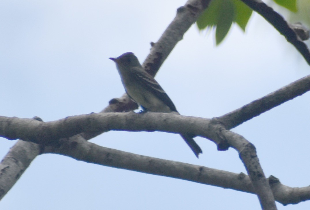 Western Wood-Pewee - ML625122489