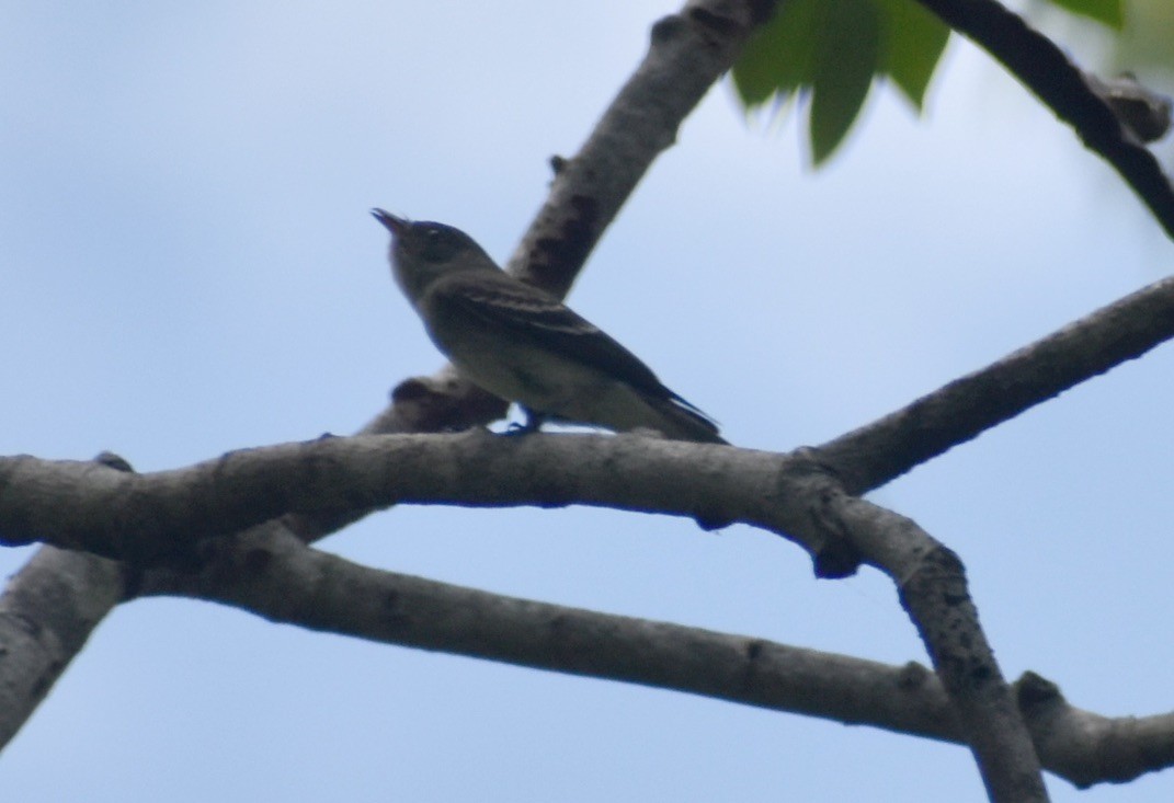 Western Wood-Pewee - ML625122490