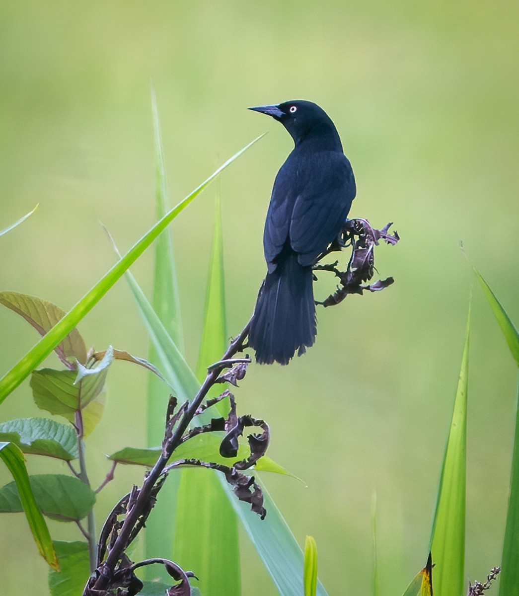 Pale-eyed Blackbird - ML625122491