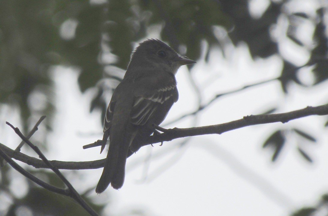 Eastern Wood-Pewee - ML625122493