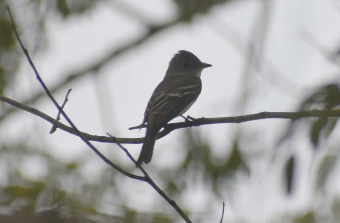 Eastern Wood-Pewee - ML625122494