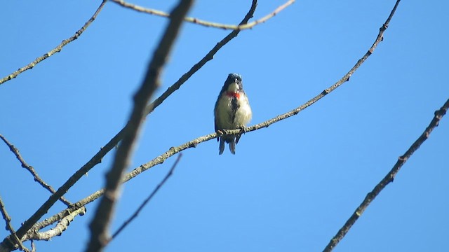 Fire-breasted Flowerpecker - ML625122499