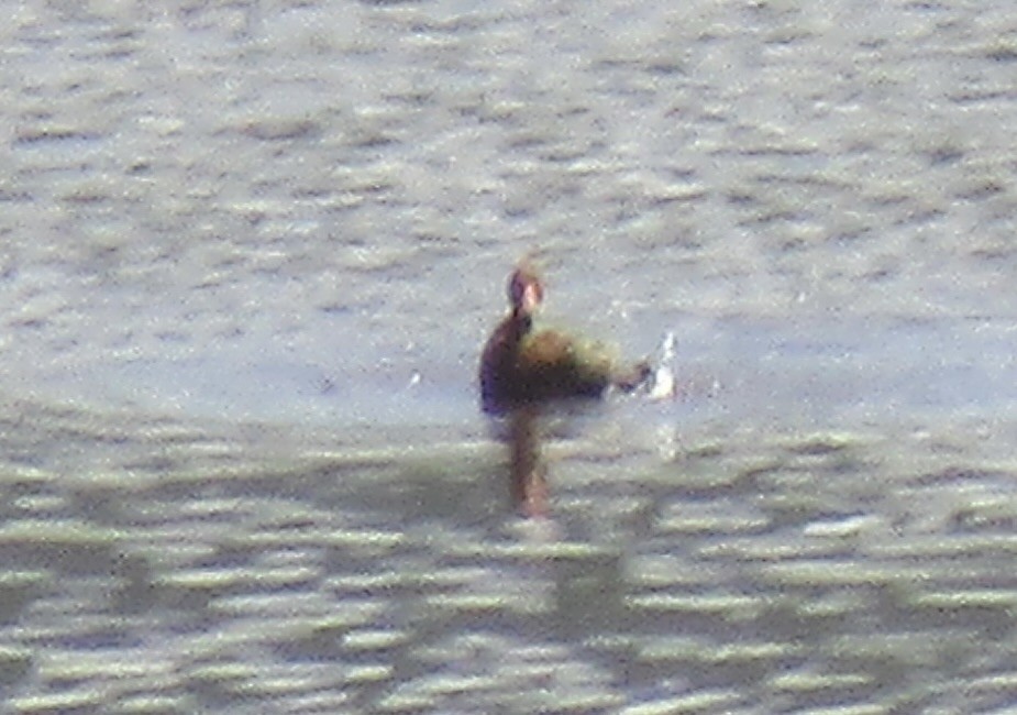 Black-bellied Whistling-Duck - ML625122510