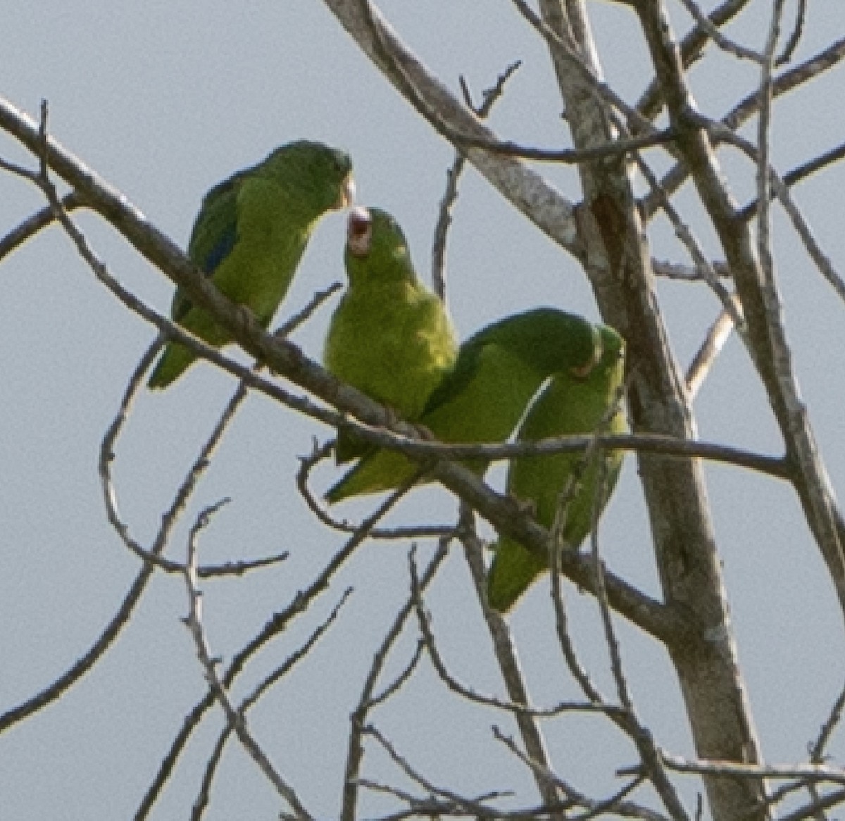 Riparian Parrotlet - ML625122547