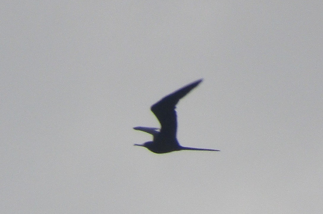 Magnificent Frigatebird - ML625122552