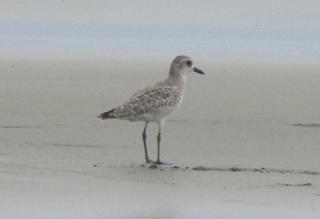 Black-bellied Plover - ML625122554