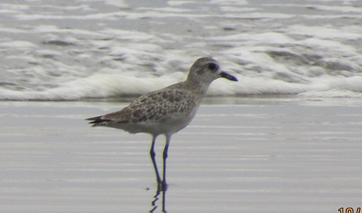 Black-bellied Plover - ML625122555