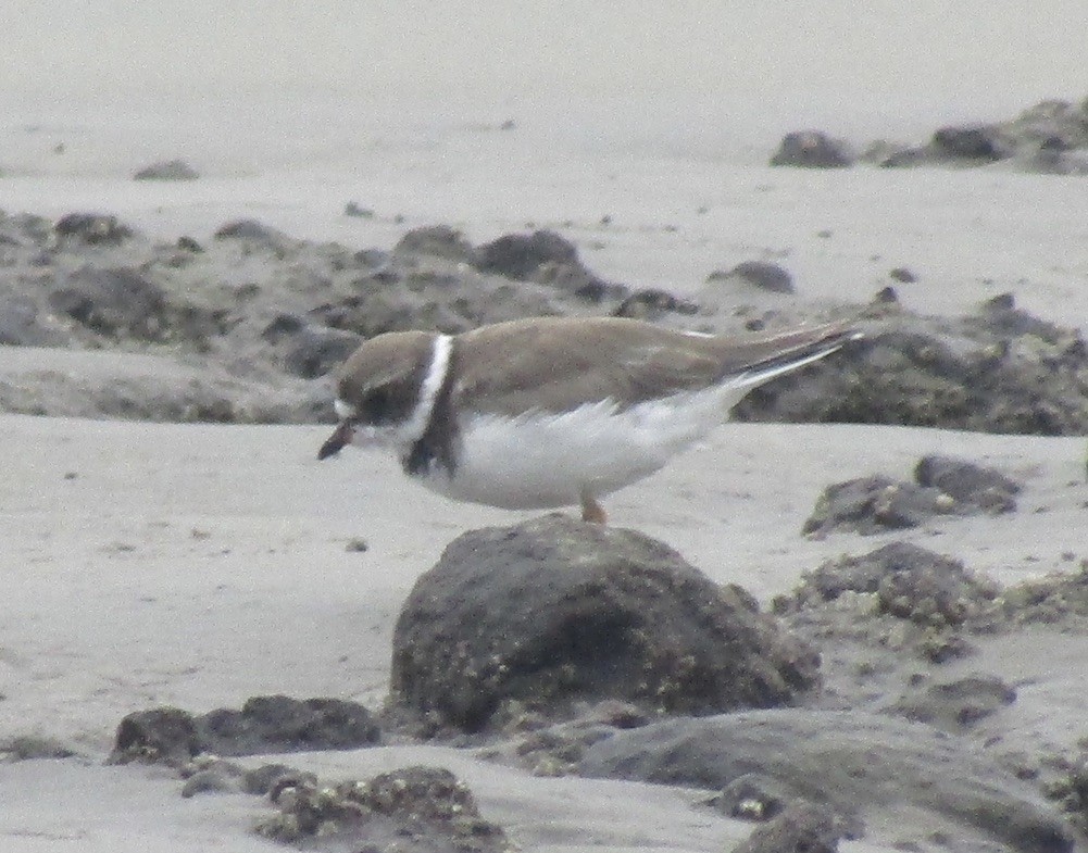 Semipalmated Plover - ML625122556