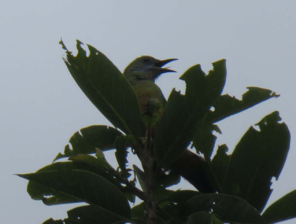 Orange-bellied Leafbird (Orange-bellied) - Remco Hofland