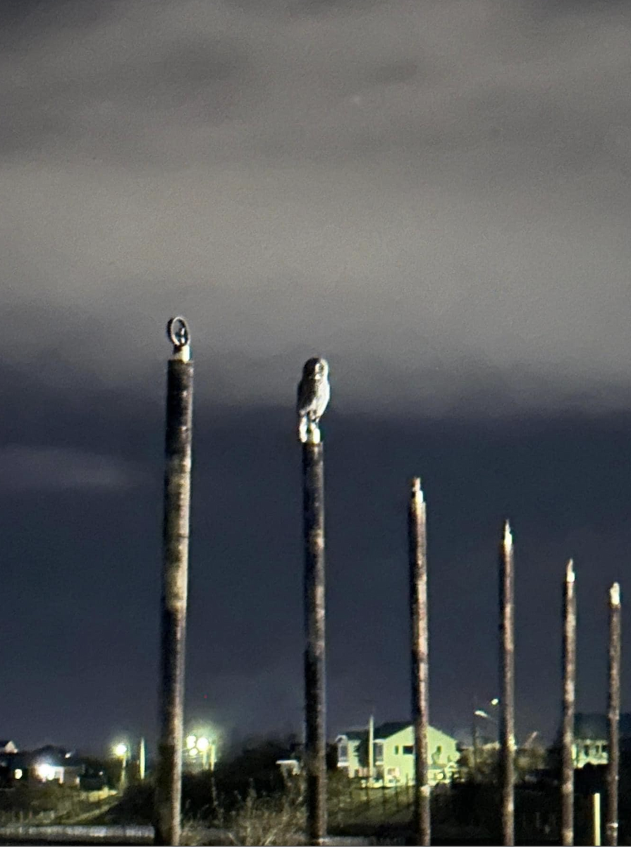 Great Gray Owl - ML625122584