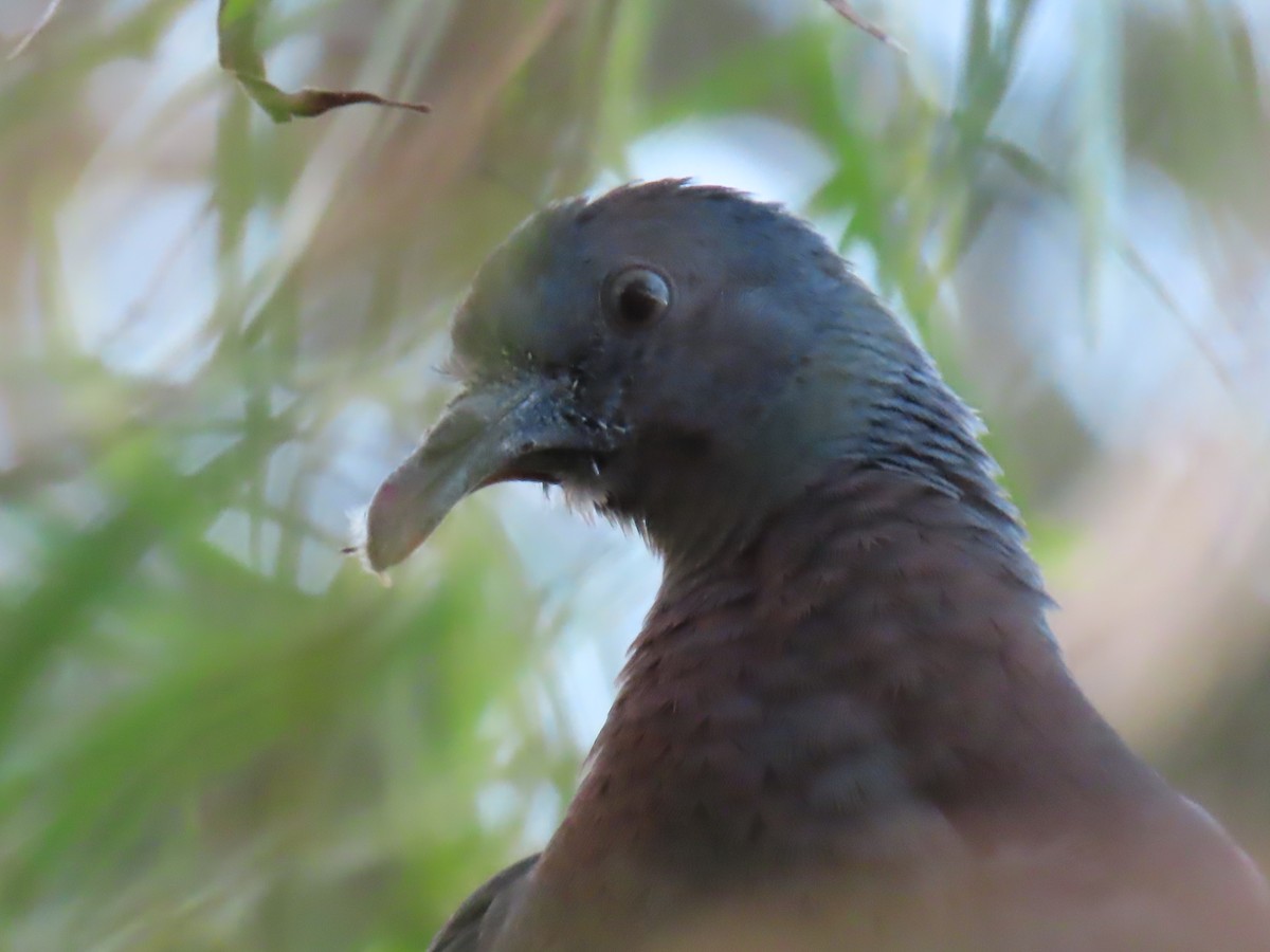 Trocaz Pigeon - ML625122585