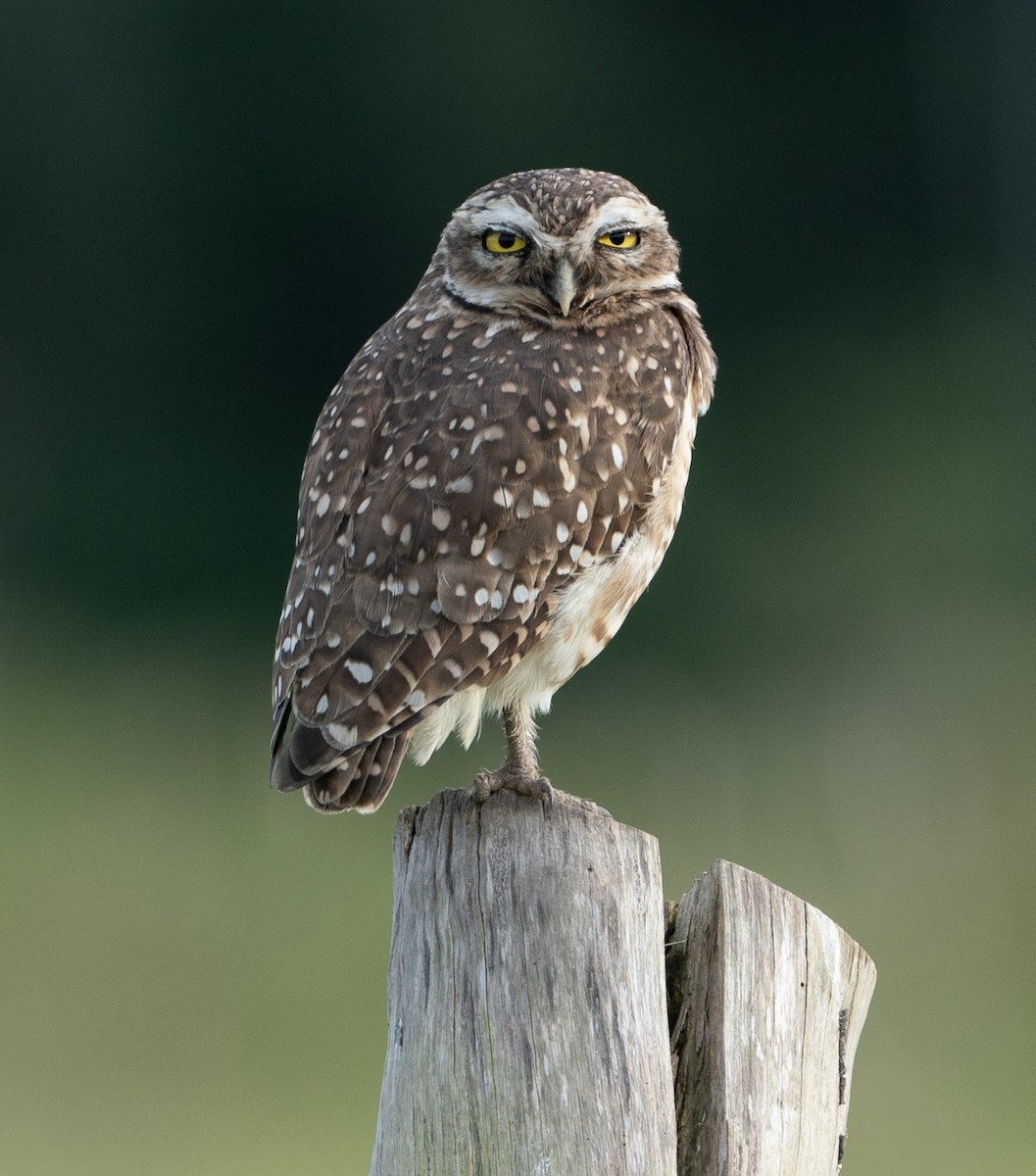 Burrowing Owl - ML625122586