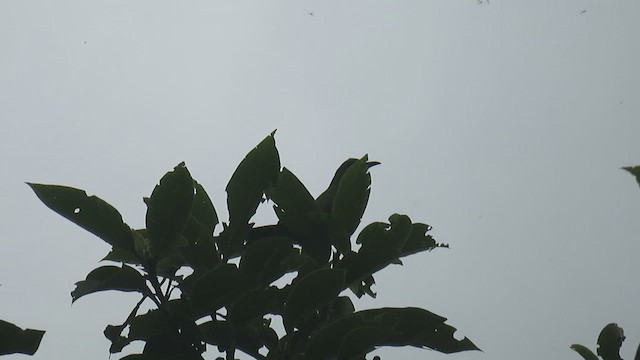 Orange-bellied Leafbird (Orange-bellied) - ML625122587