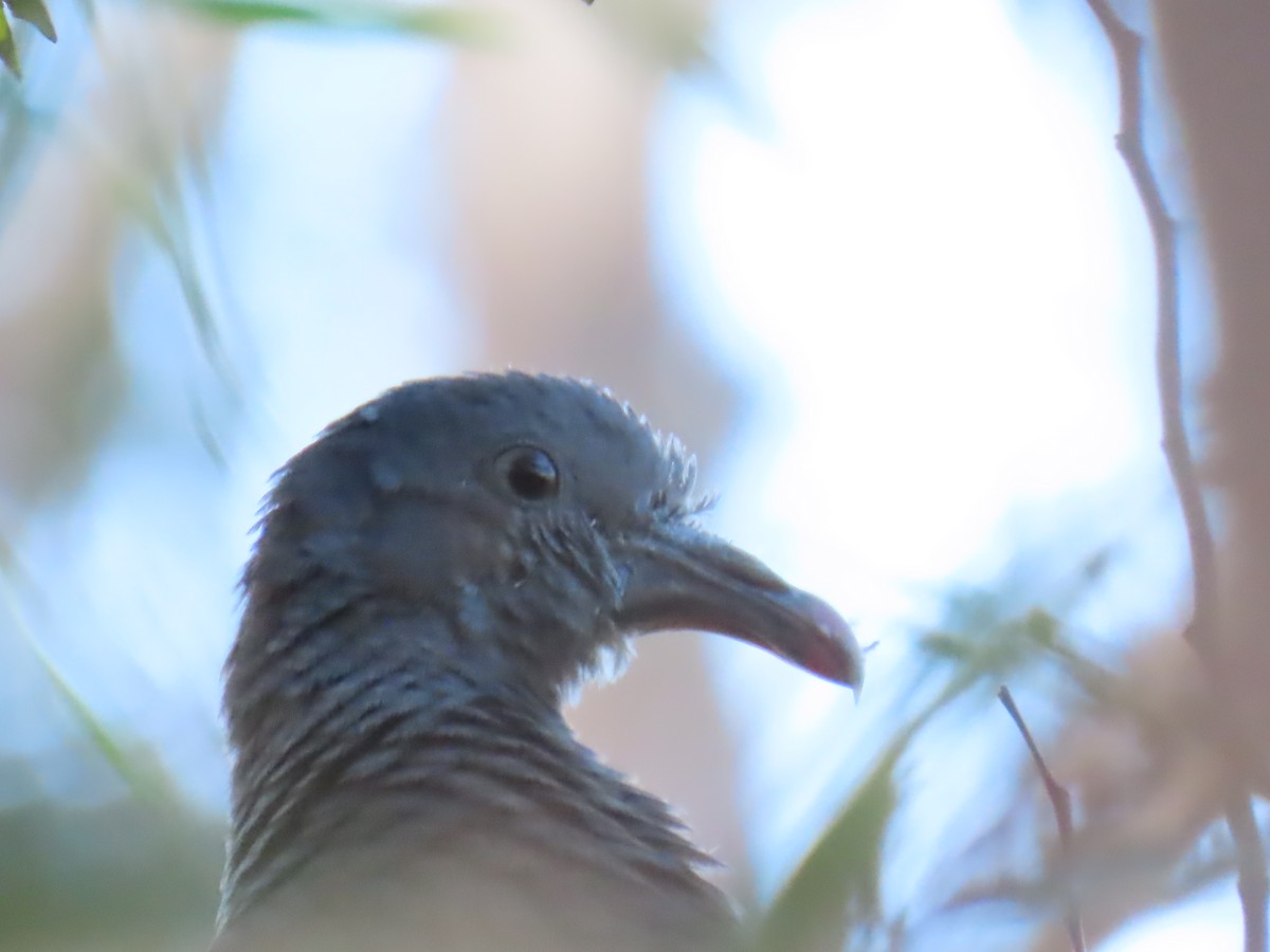 Trocaz Pigeon - ML625122588