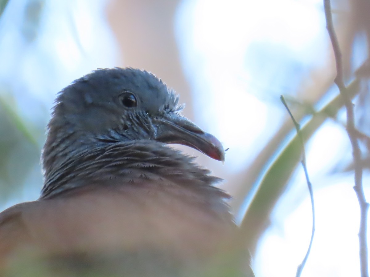 Trocaz Pigeon - ML625122592