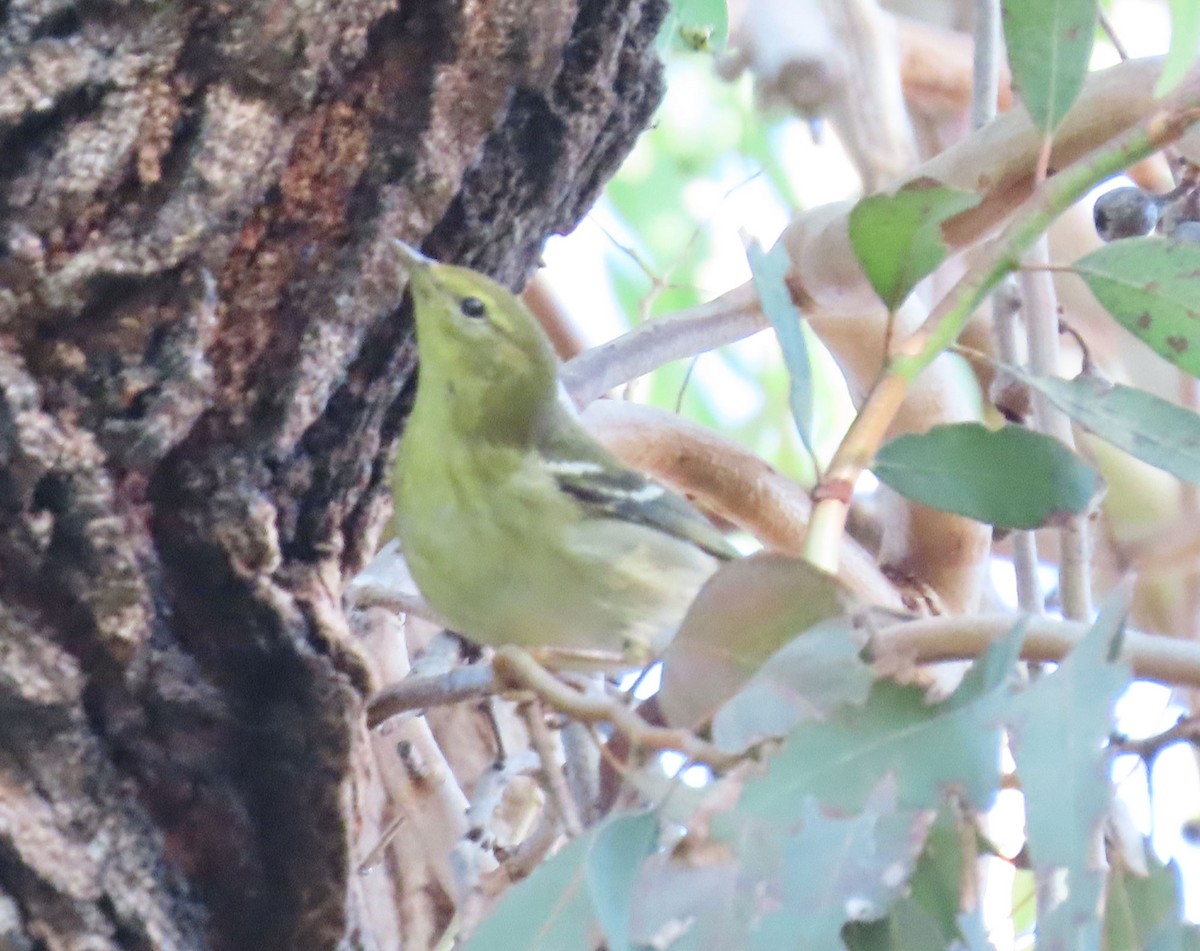 Blackpoll Warbler - ML625122608