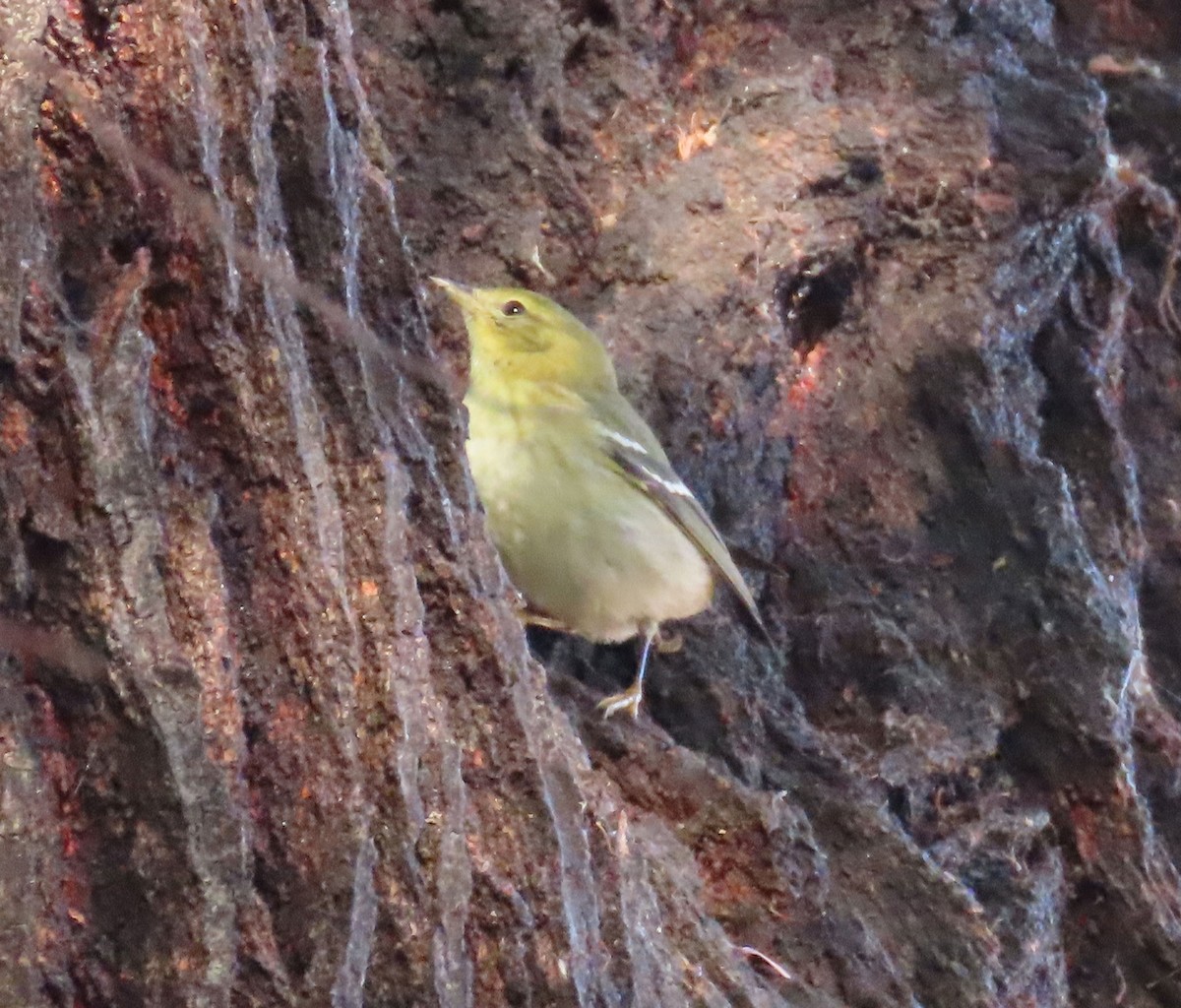 Blackpoll Warbler - ML625122609