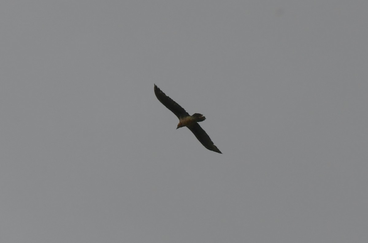 Bearded Vulture - ML625122658