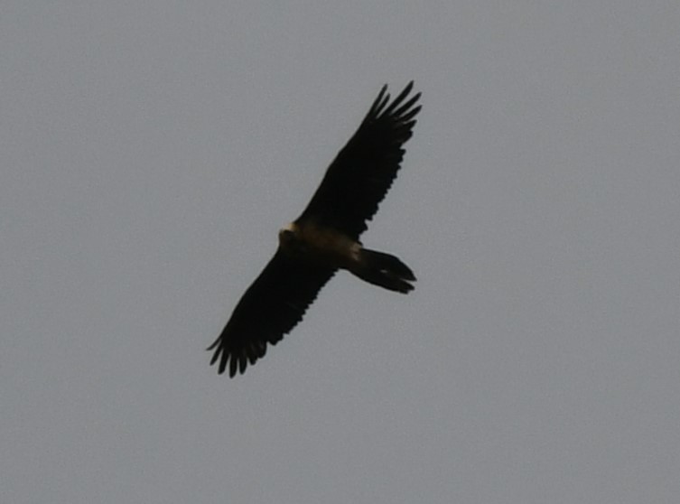 Bearded Vulture - ML625122666