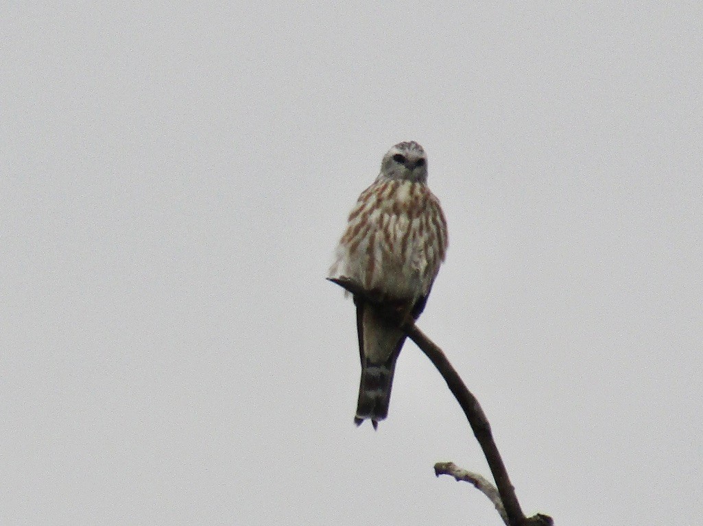 Mississippi Kite - ML625122683