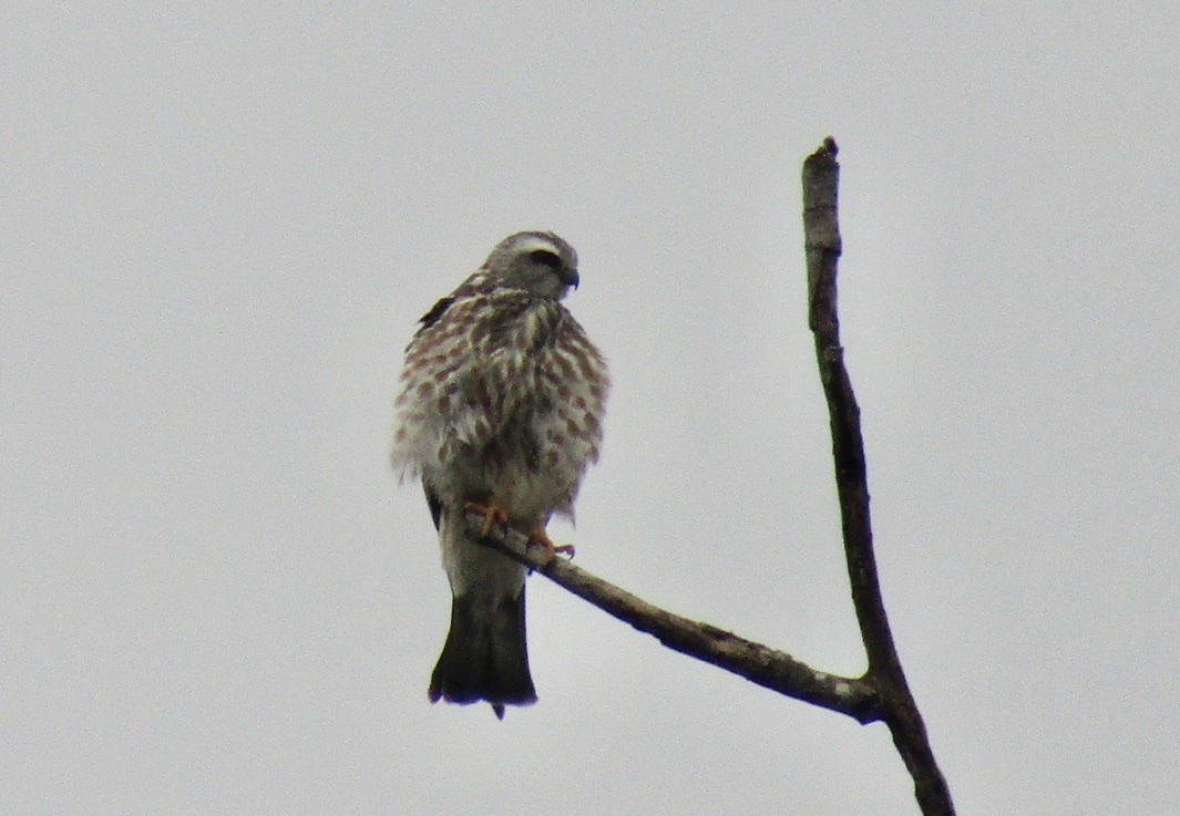 Mississippi Kite - ML625122684