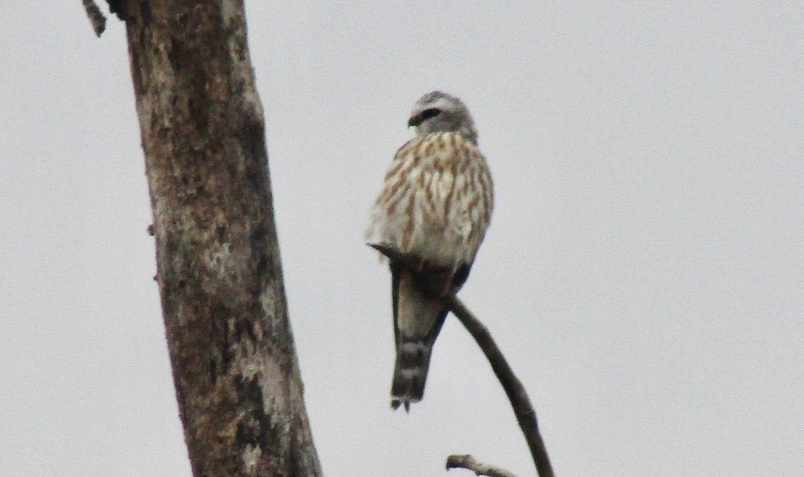 Mississippi Kite - ML625122685