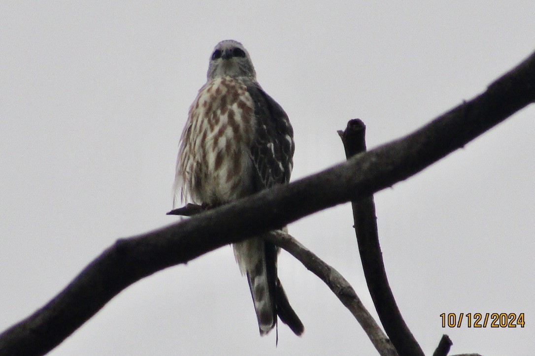 Mississippi Kite - ML625122686