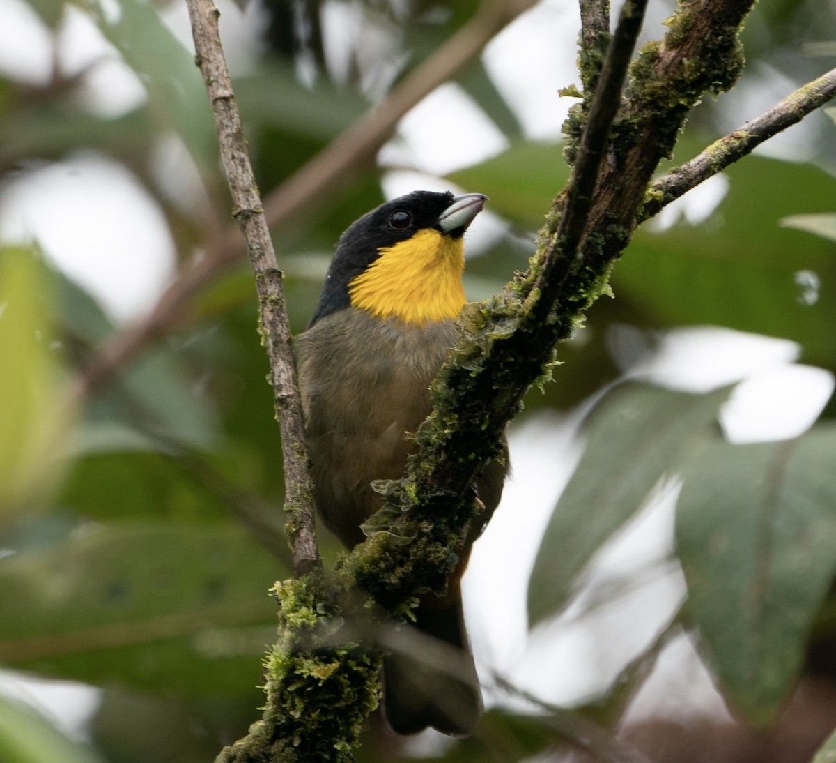 Yellow-throated Tanager - ML625122797