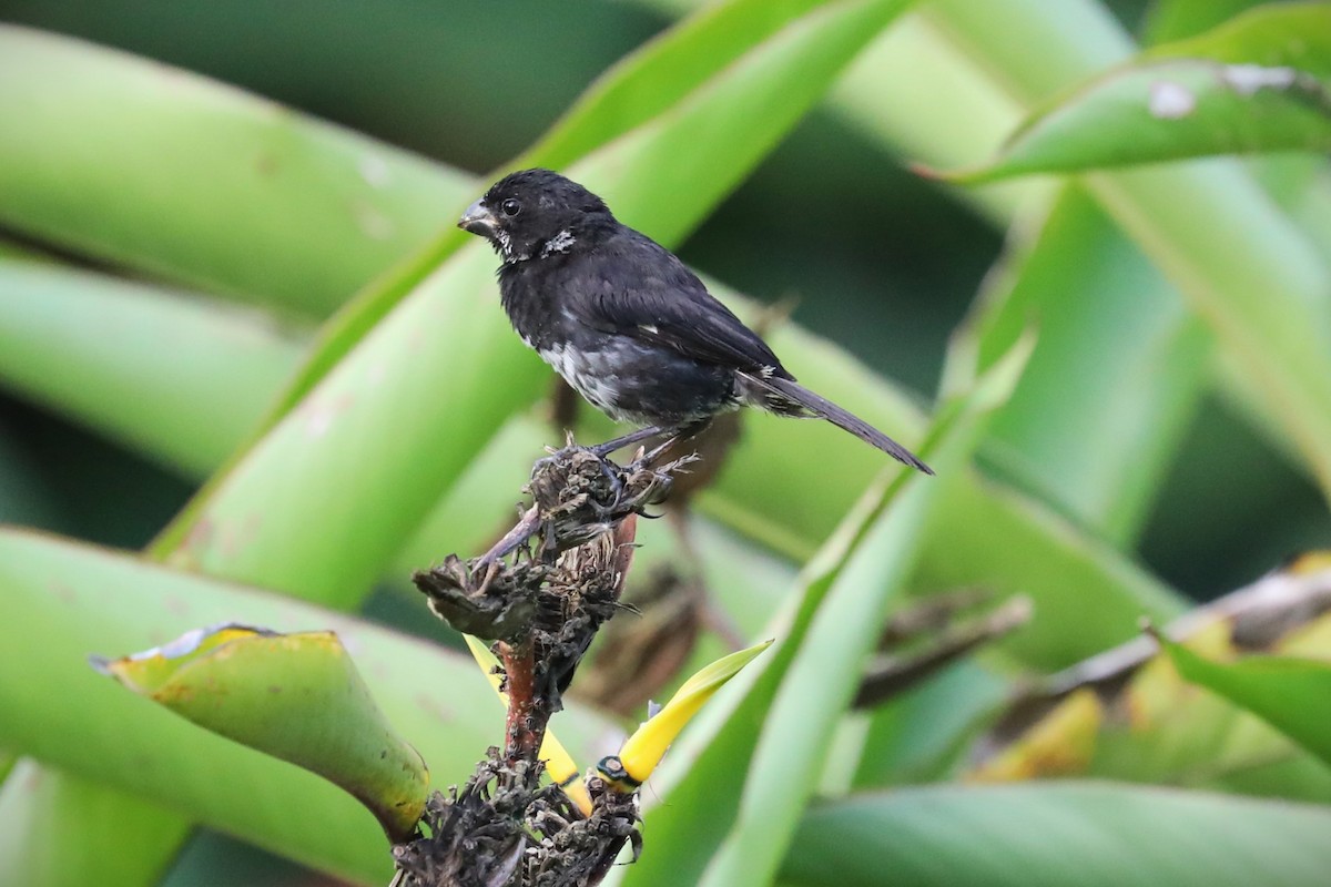 Variable Seedeater - ML625122811