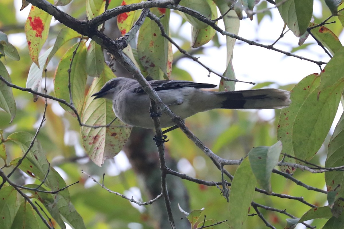 Tropical Mockingbird - ML625122817