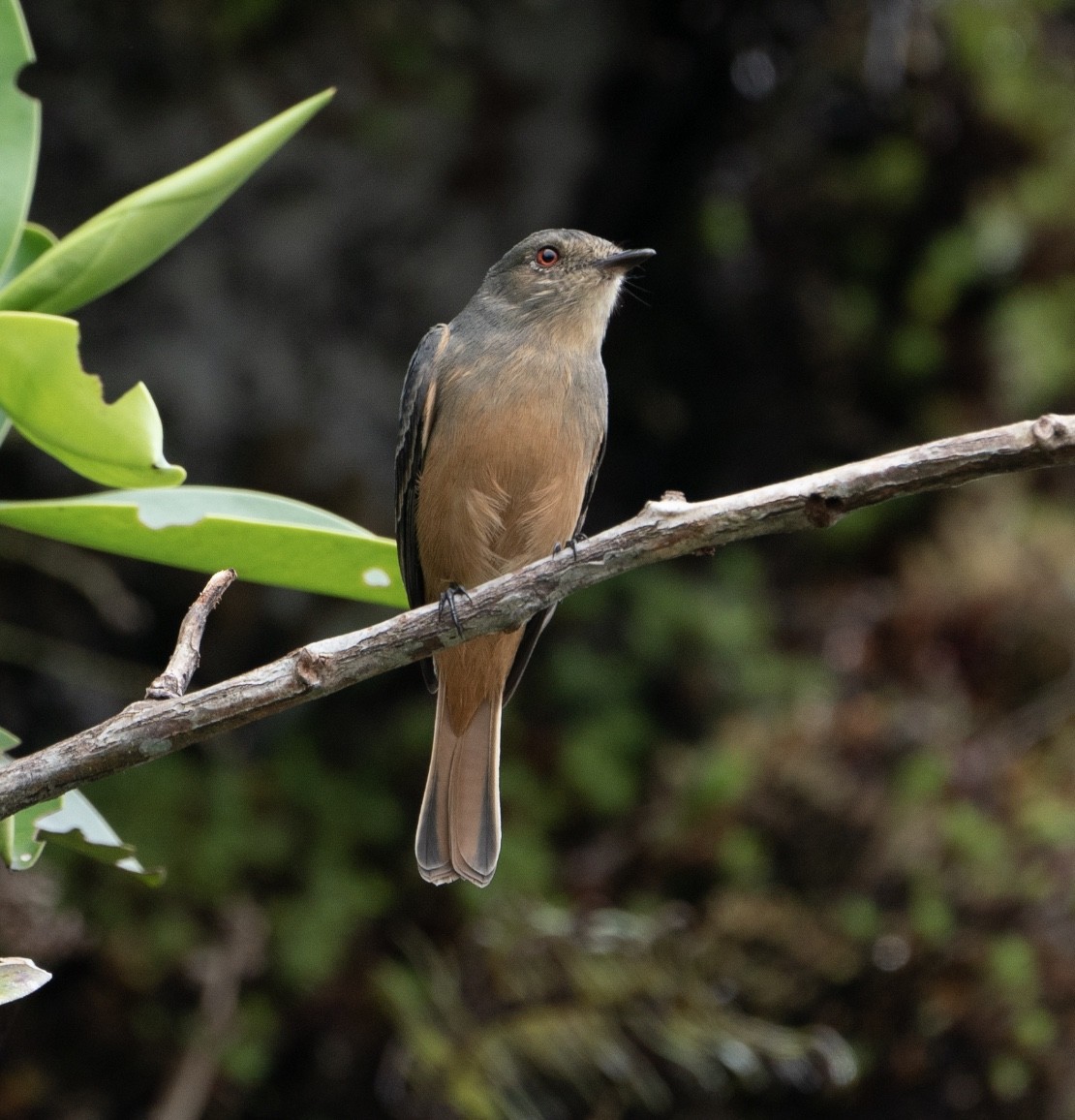 Rufous-tailed Tyrant - ML625122822