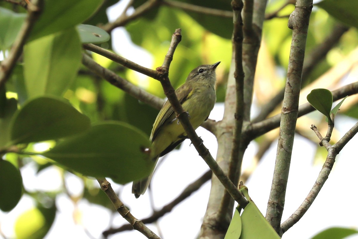 Greenish Elaenia - ML625122843