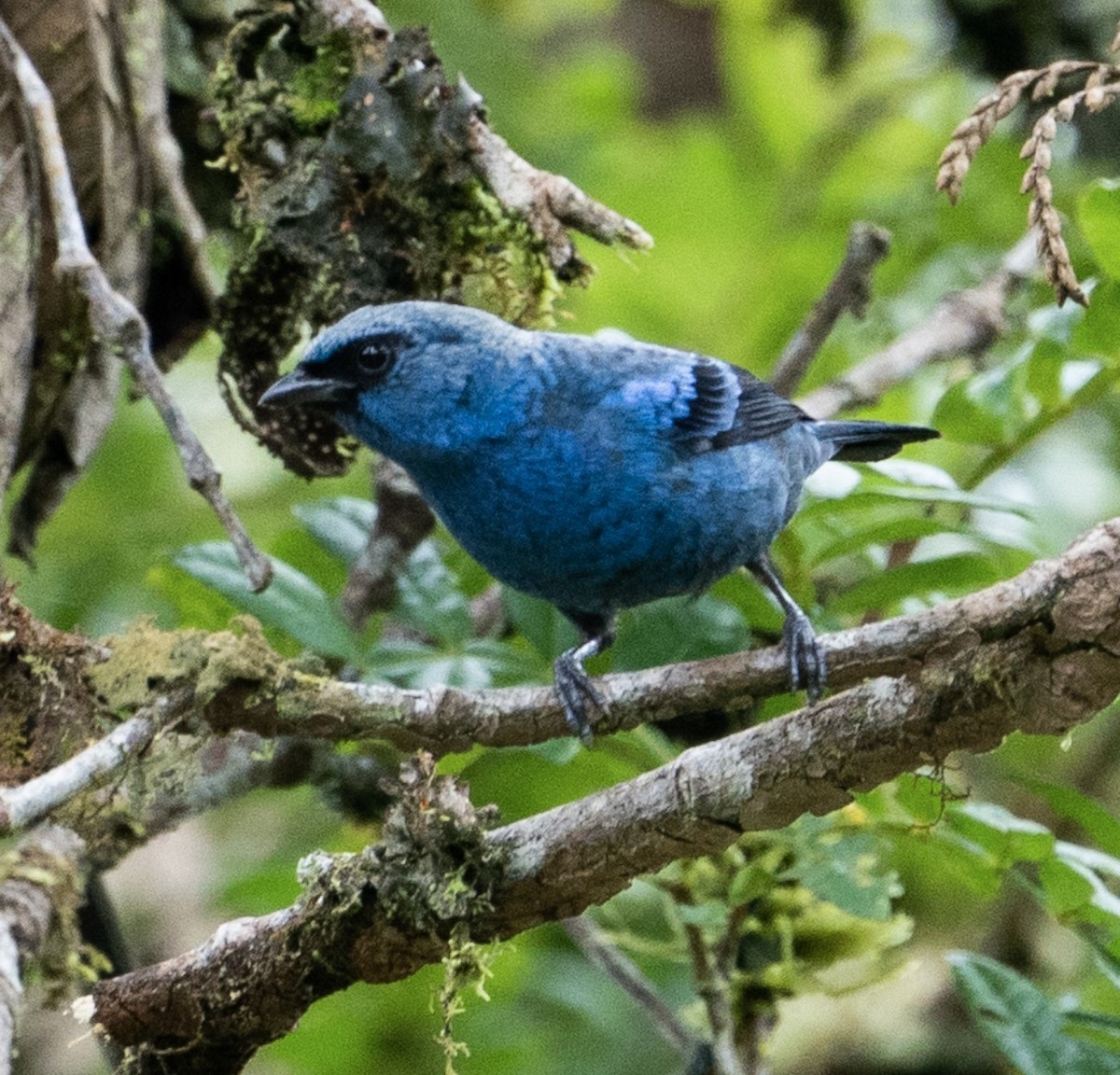 Blue-and-black Tanager - ML625122845