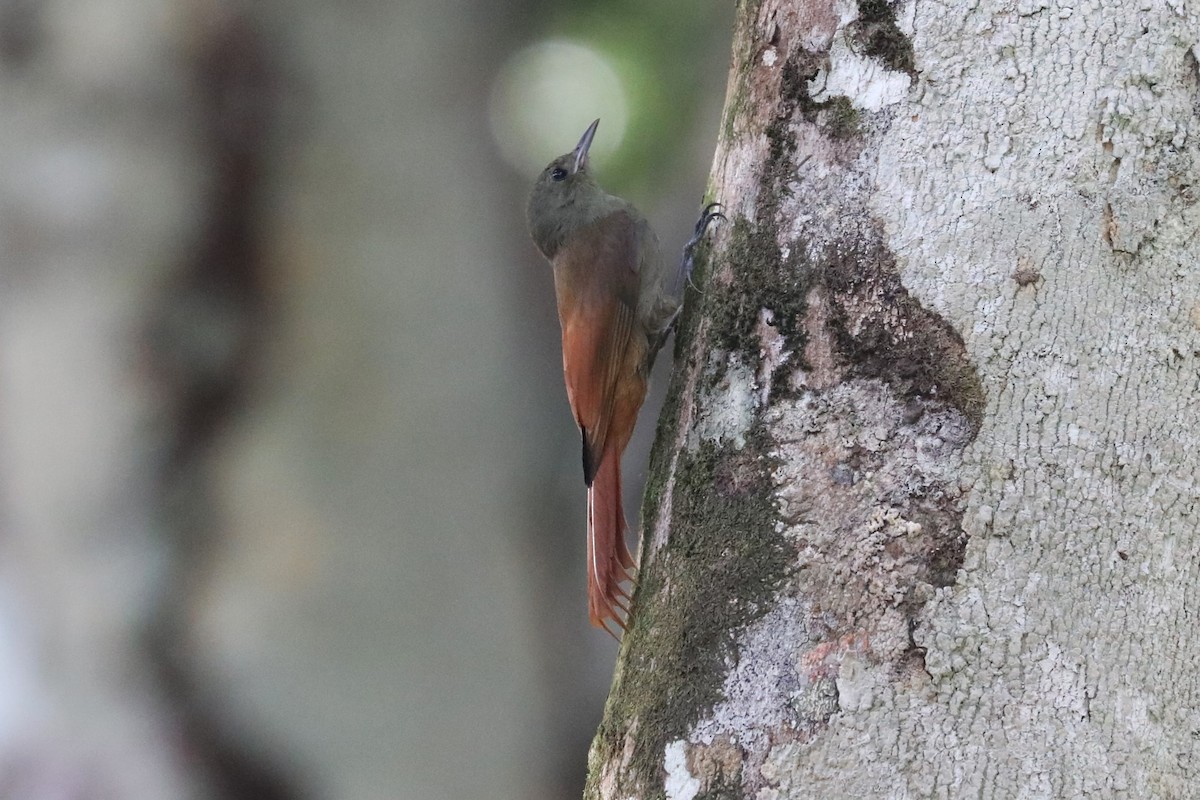 Olivaceous Woodcreeper - ML625122849