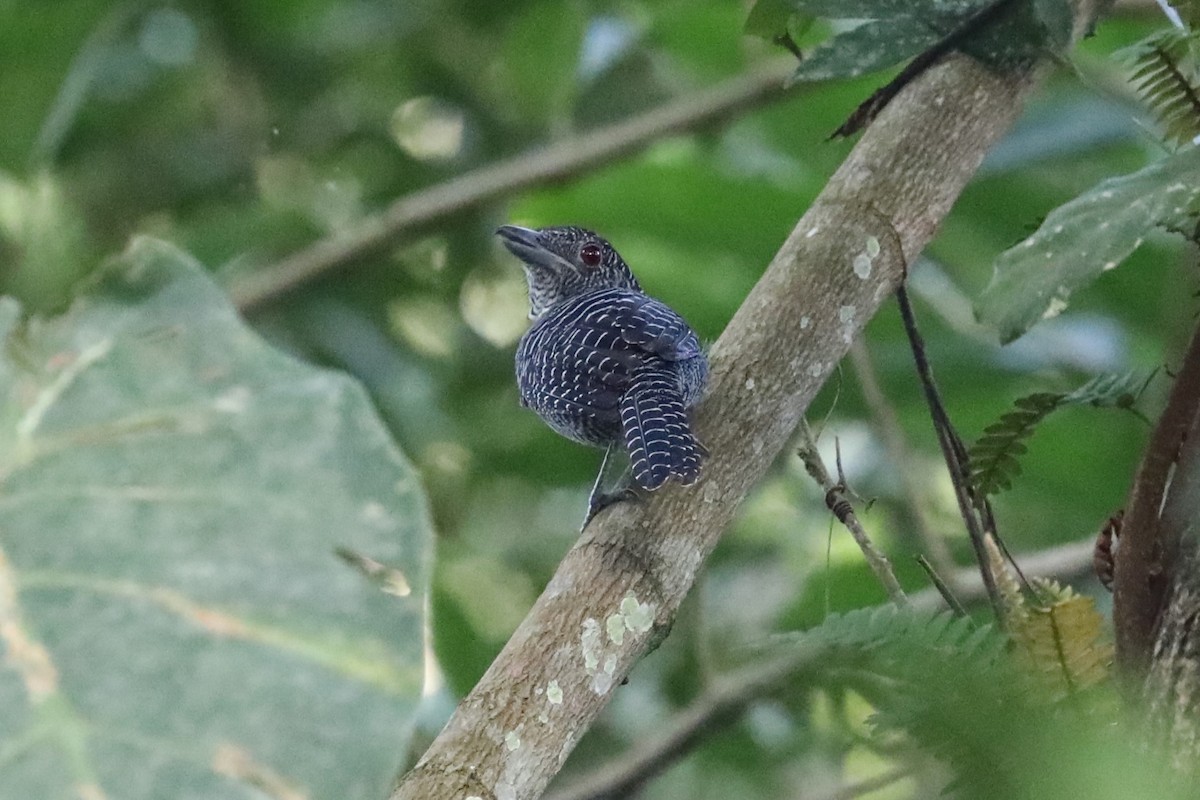 Fasciated Antshrike - ML625122851