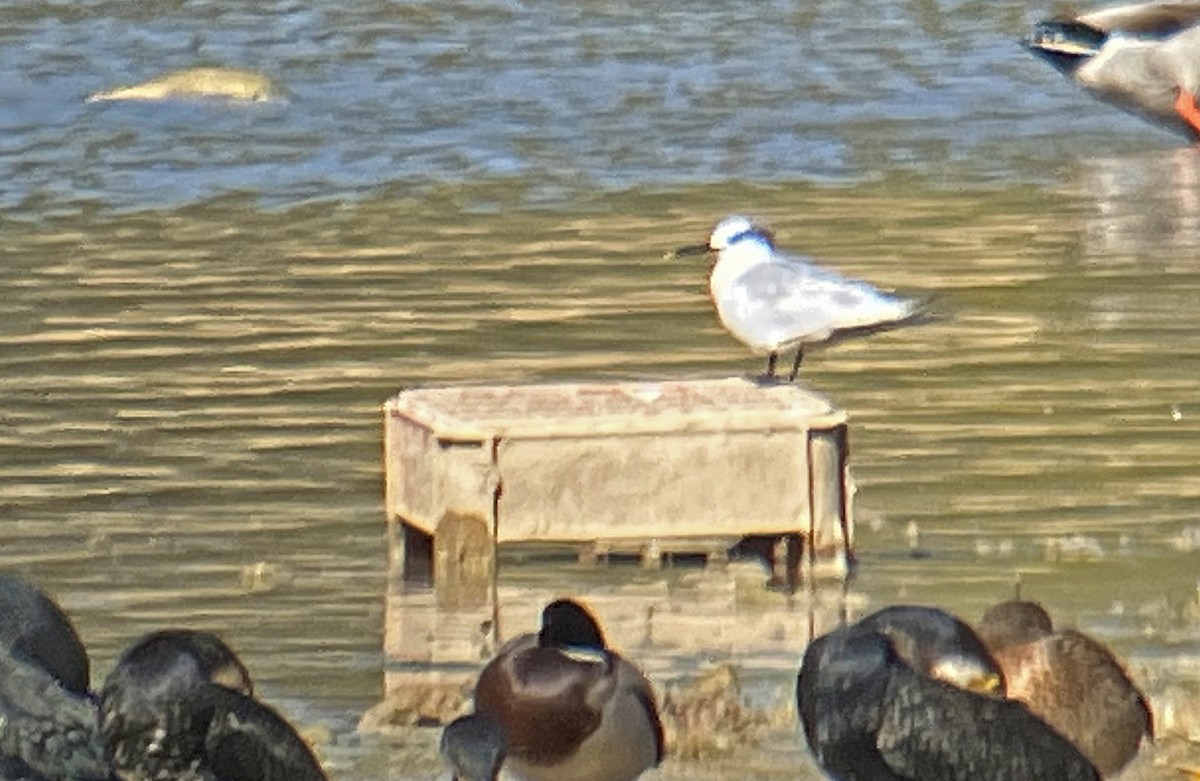 Sandwich Tern - Juan Pérez