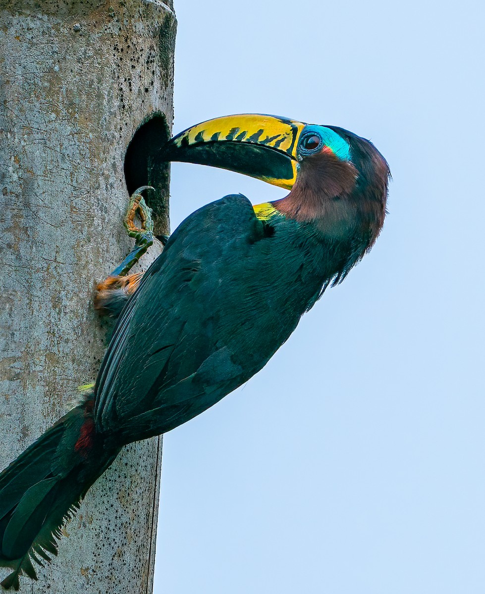 Chestnut-eared Aracari - ML625122895